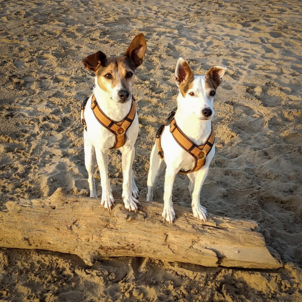 Zwei Bodegueros am Strand
