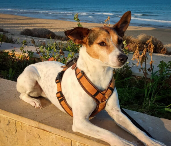 Ratonero Bodeguero Andaluz liegt auf einer Mauer an der Costa Blanca