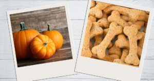 Backmatte für Hundekekse mit Kürbis und Kokosmehl, Abbildung von einem Kürbis und Hundekeksen