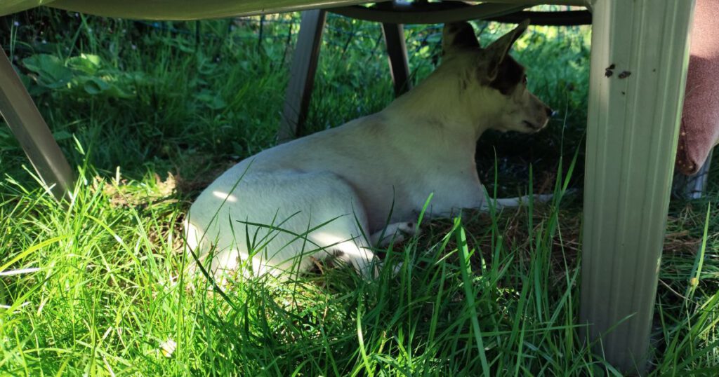 Bodeguero im Gras unter einer Sonnenliege