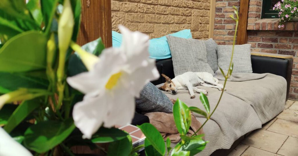 Dipladenia mit Bodeguero im Hintergrund