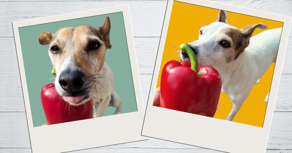 Dürfen Hunde Paprika essen, zwei Bodeguero Andaluz legen ihre Kopf auf eine Paprikaschote