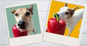 Dürfen Hunde Paprika essen, zwei Bodeguero Andaluz legen ihre Kopf auf eine Paprikaschote