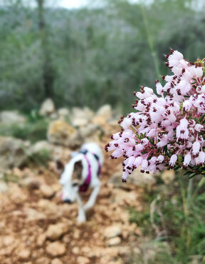 Violette Blume mit Bodeguero im Hintergrund