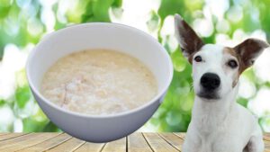 Haferbrei für Hunde - Bodeguero Andaluz neben einer Schüssel Haferflocken