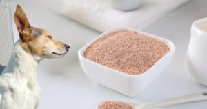 Heilerde für den Hund - die richtige Dosierung finden. Ein Schälchen mit Heilerde und ein Bodeguero.