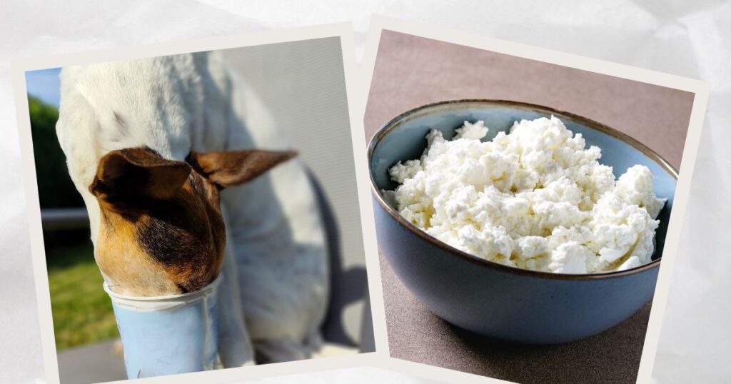 Hüttenkäse für Hunde. Bodeguero Andaluz mit dem Kopf im Hüttenkäse.