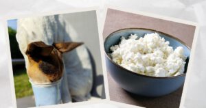 Hüttenkäse für Hunde. Bodeguero Andaluz mit dem Kopf im Hüttenkäse.