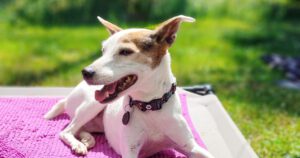 Terrier in der Sommerhitze, hechelnd. Hitze kann beim Hund für Durchfall sorgen.