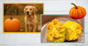 Kürbis Hund - Bild eines Golden Retriever mit einem Kürbis und Kürbismuffins für Hunde