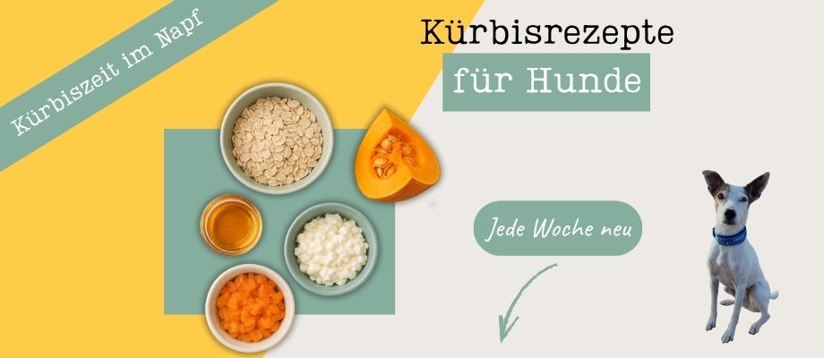 Kürbis für Hunde, Rezepte