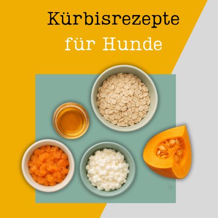 Kürbisrezepte für Hunde - Abbildung mit Kürbiszutaten auf einem gelben Hintergrund