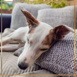 Hund mit Leaky Gut Syndrom auf einem Sofa