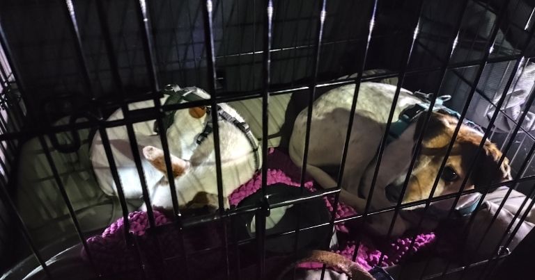 Zwei Hunde in einer Autobox