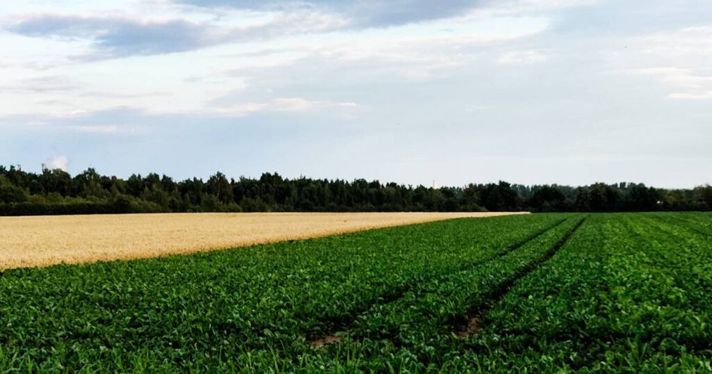 Reh im Feld, abends am 12.07.