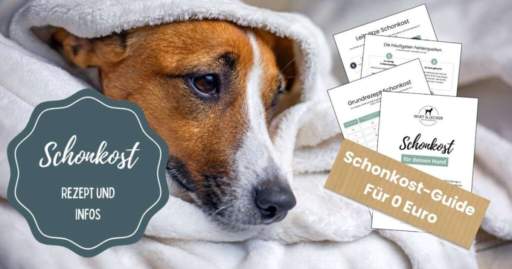 Schonkost-Guide bei Durchfall Hund. Kostenlos. Kranker Hunde unter weißer Decke.