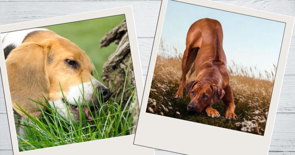 Sodbrennen Hund, Hund frisst Gras, zweiter Hund streckt sich, Gebetsstellung