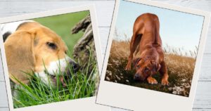 Sodbrennen Hund, Hund frisst Gras, zweiter Hund streckt sich, Gebetsstellung