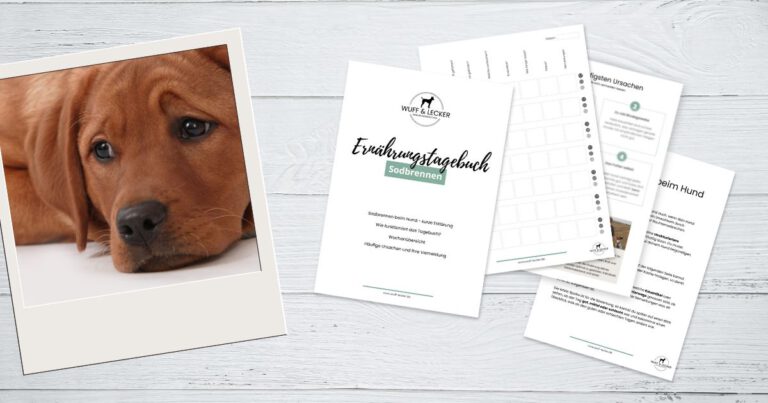 Sodbrennen beim Hund Ernährungstagebuch, Abbildung des Tagebuchs und ein trauriger Hund