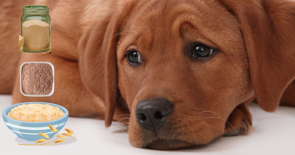 Sodbrennen beim Hund, Hausmittel. Hund mit Sodbrennen guckt leidend. Abbildung von Haferschleim, Heilerde und Ulmenrinde.