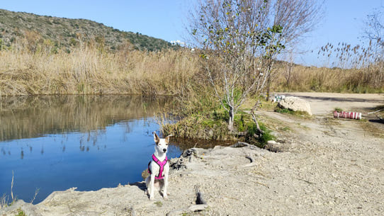 Kleiner weißer Hund vor einem See in der Sonne