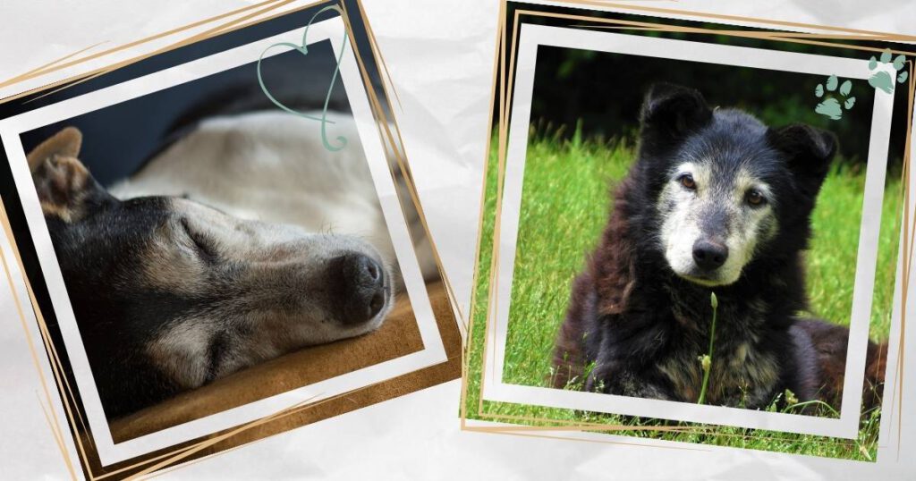 Wann ist ein Hund ein Senior? Bild mit zwei alten Hunden mit grauen Schnauzen.