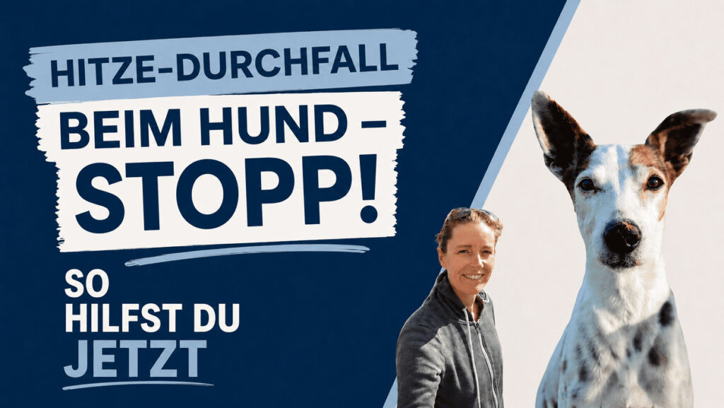 Hitzedurchfall beim Hund