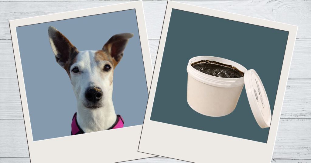 Heilmoor Hunde Jack Russell Terrier mit Heilmoor Dose
