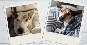 Bodeguero Andaluz nachts im Bett, Hund schmatzt nachts