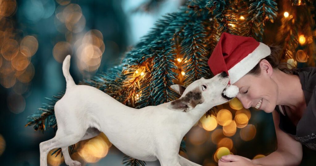 Weihnachtliche Lebensmittel, die giftig für Hunde sind. Weißer Hund zieht Weihnachtsmütze vom Kopf.