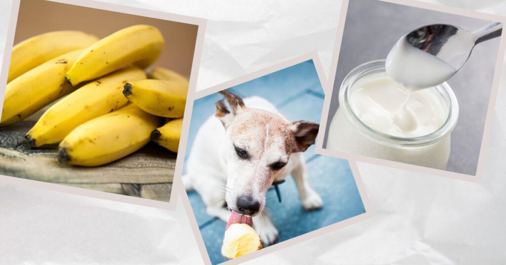 Hundeeis selber machen mit Banane. Bananen, Joghurt, ein Hund, der Eis isst.