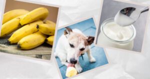 Hundeeis selber machen mit Banane. Bananen, Joghurt, ein Hund, der Eis isst.