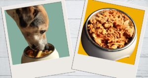 Hundefutter selbst kochen, ein Rezept, Futternapf mit Hackfleisch und Nudeln, Hund