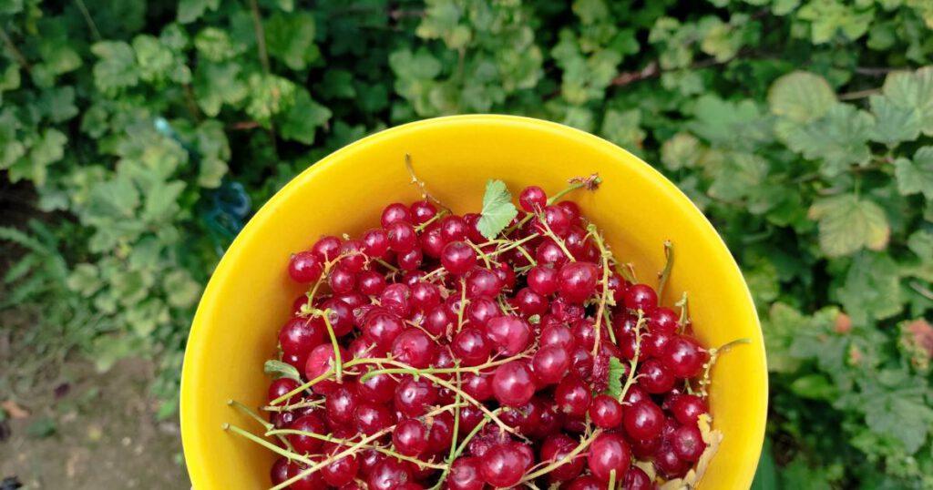 Schale mit Johannisbeeren