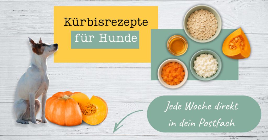 Kürbisrezepte für Hunde