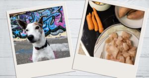 Lebershunt beim Hund. Bild von Zutaten für eine Leberdiät.
