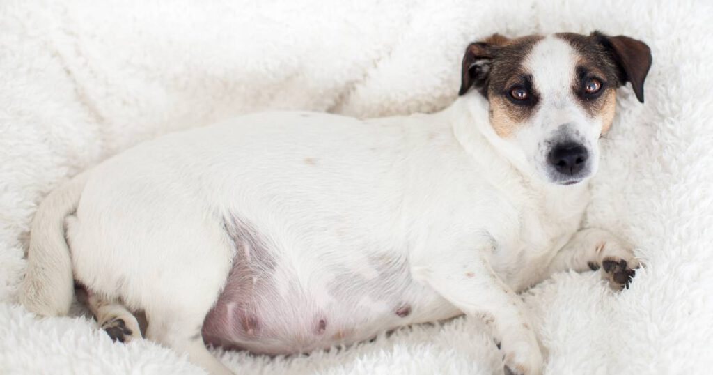 Trächtigkeit eines Hundes. Schwangere Hündin liegt auf weißer Decke.